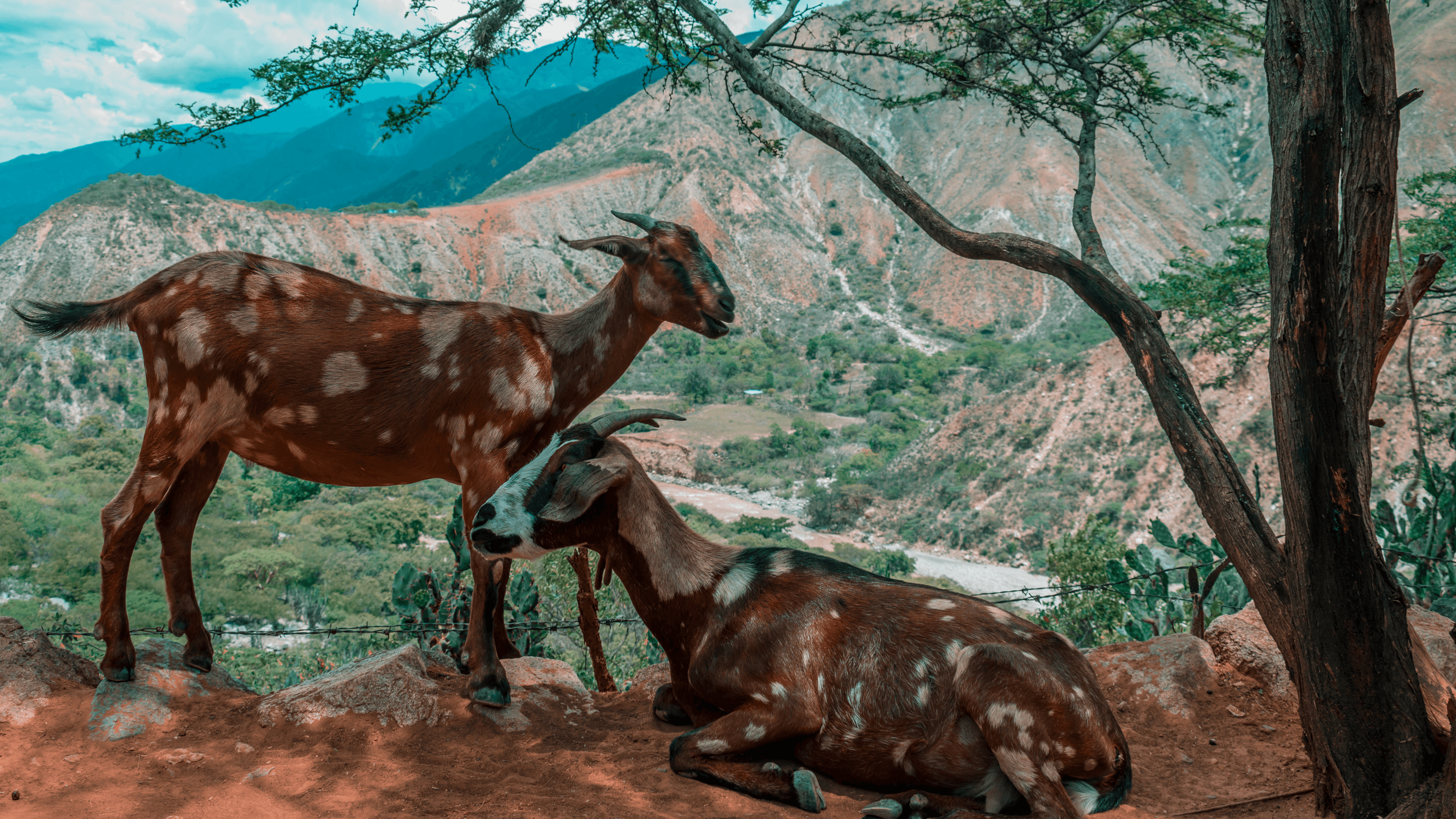 Imagen 5 para Día 4